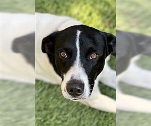 Charlie - Male Border Collie-Rat Terrier Mix Dog for Adoption - Photo #3
