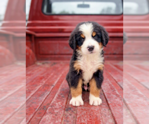Bernese Mountain Dog Puppy for sale in DUNDEE, OH, USA