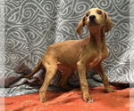 Small #1 Labrador Retriever Mix