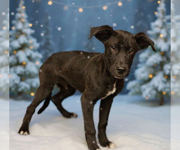 Medium Photo #3 Mutt Puppy For Sale in Royal Palm Beach, FL, USA