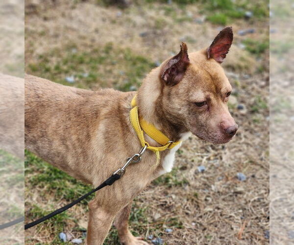 Medium Photo #4 Mutt Puppy For Sale in Walnutport, PA, USA