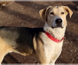 Labrador Retriever-Unknown Mix Dogs for adoption in Green Forest, AR, USA