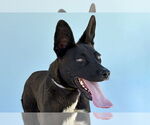 Small Border Collie