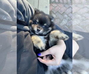Pomeranian Puppy for Sale in MONTEREY, California USA