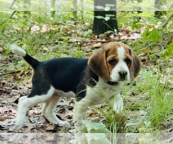 Medium Photo #6 Beagle Puppy For Sale in INDIANAPOLIS, IN, USA