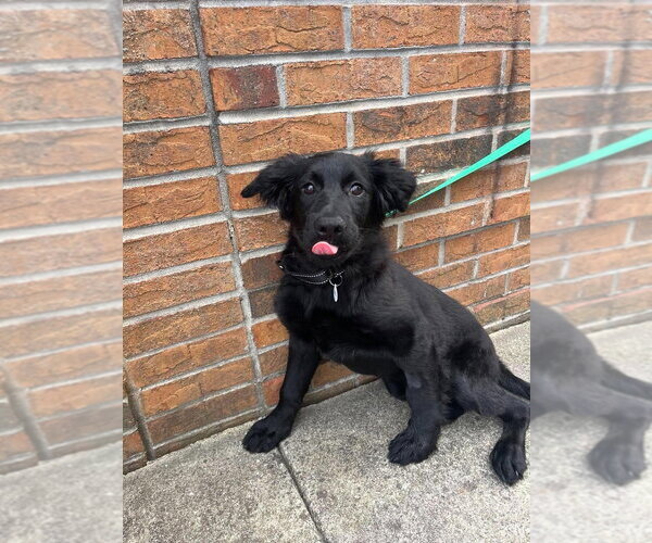 Medium Photo #3 Mutt Puppy For Sale in Candler, NC, USA