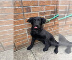 Small #2 Mutt