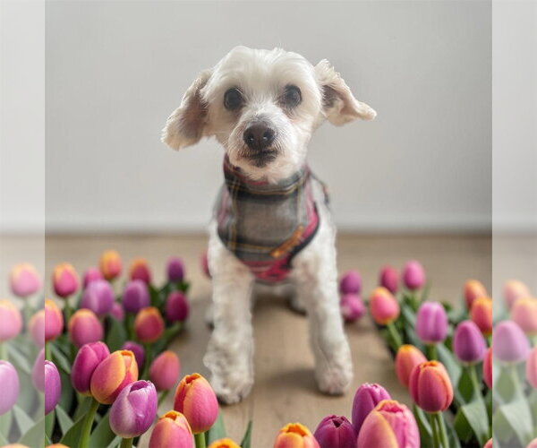 Medium Photo #14 Maltipoo (Miniature) Puppy For Sale in Bellingham, WA, USA