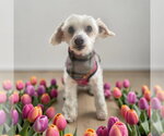 Small #13 Maltipoo (Miniature)