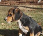 Small Photo #4 Beagle Puppy For Sale in PINE GROVE, PA, USA