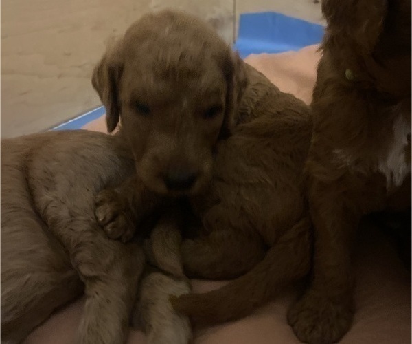 Medium Photo #23 Goldendoodle Puppy For Sale in BREA, CA, USA