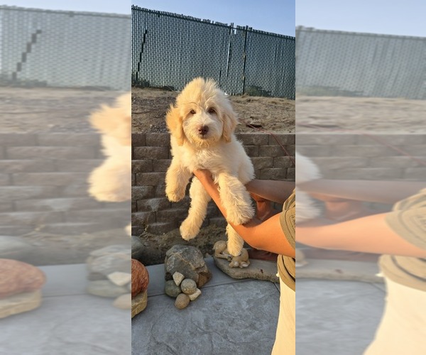 Medium Photo #5 Double Doodle Puppy For Sale in HESPERIA, CA, USA