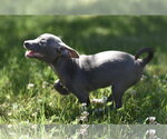 Small #2 Chihuahua