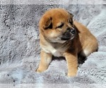 Small #1 Shiba Inu