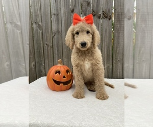 Goldendoodle-Poodle (Standard) Mix Puppy for sale in ORLANDO, FL, USA