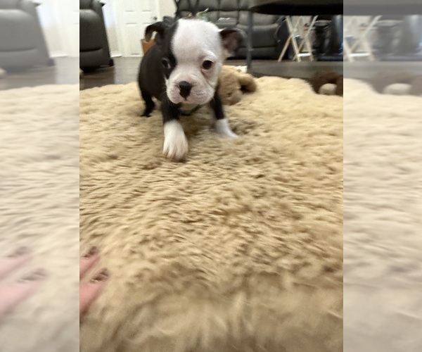 Medium Photo #10 Boston Terrier Puppy For Sale in FREDONIA, KS, USA
