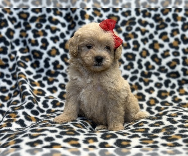 Medium Photo #4 ShihPoo Puppy For Sale in LAKELAND, FL, USA