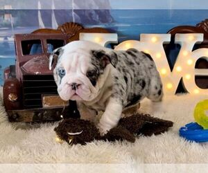 English Bulldog Puppy for sale in OOLOGAH, OK, USA