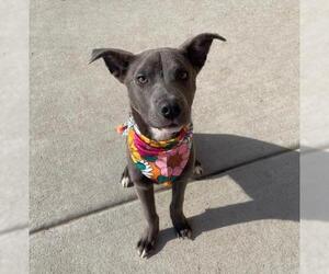 Mutt Dogs for adoption in Tulsa, OK, USA