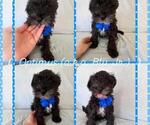 Puppy Optimus Schnauzer (Miniature)