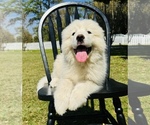Small Photo #7 Great Pyrenees Puppy For Sale in OCALA, FL, USA