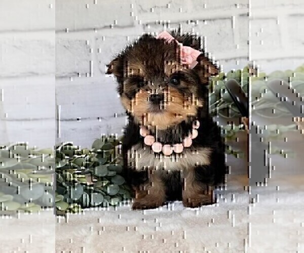 Medium Photo #15 Morkie Puppy For Sale in WINTER PARK, FL, USA