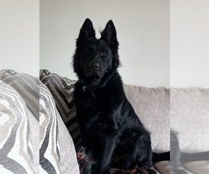 Father of the German Shepherd Dog puppies born on 05/16/2026