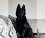 Small Photo #1 German Shepherd Dog Puppy For Sale in FLINT, MI, USA