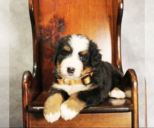 Bernese Mountain Dog Puppy for sale in COATESVILLE, PA, USA