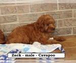 Small #2 Cavapoo