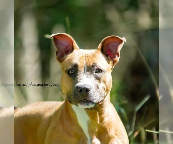 Medium Photo #2 American Pit Bull Terrier-Unknown Mix Puppy For Sale in Peoria, IL, USA