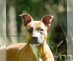 Small #1 American Pit Bull Terrier Mix