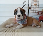 Small Photo #4 Boxer Puppy For Sale in HONEY BROOK, PA, USA