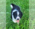 Puppy Yelena Border Collie
