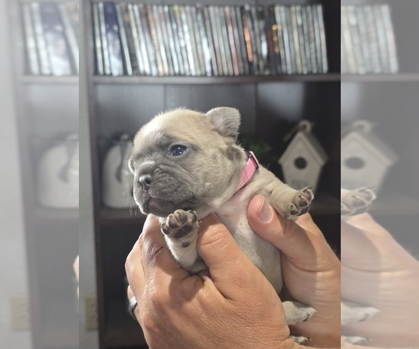 Medium Photo #21 French Bulldog Puppy For Sale in BLANCA, CO, USA