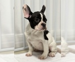 Small Photo #12 French Bulldog Puppy For Sale in VILLA PARK, IL, USA