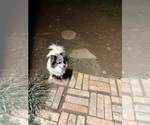 Small Photo #1 Pomeranian Puppy For Sale in CEDAR HILL, TX, USA