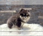Small #7 Pomeranian