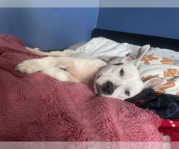 Medium Photo #12 American Pit Bull Terrier-Unknown Mix Puppy For Sale in Derwood, MD, USA