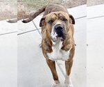 Small Photo #5 Boxer-Mastiff Mix Puppy For Sale in Corona, CA, USA