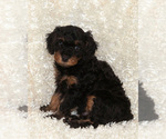 Puppy Frankie Goldendoodle (Miniature)