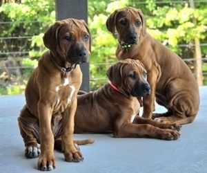 Rhodesian Ridgeback Puppy for Sale in BUMPASS, Virginia USA