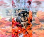 Small #7 Yorkshire Terrier