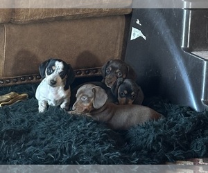 Dachshund Litter for sale in WESTCLIFFE, CO, USA