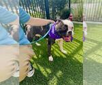 Small #1 Boston Terrier-Boxer Mix