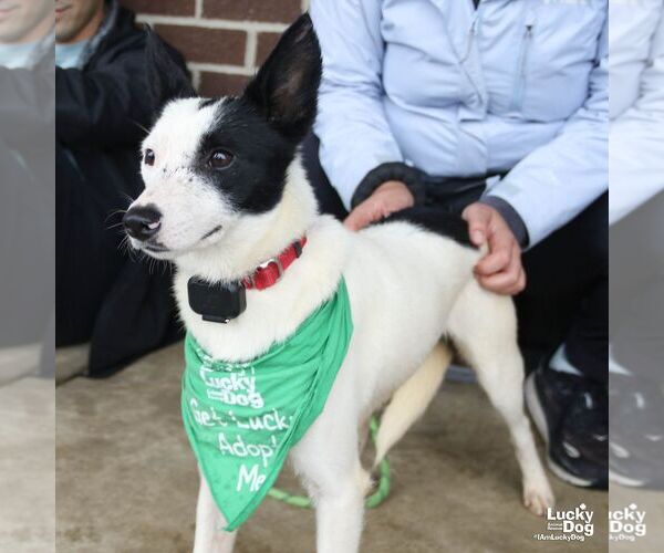 Medium Photo #2 Jack Russell Terrier-Unknown Mix Puppy For Sale in Washington, DC, USA