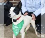 Small Photo #2 Jack Russell Terrier-Unknown Mix Puppy For Sale in Washington, DC, USA