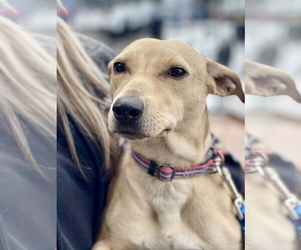 Medium Photo #11 Dachshund-Unknown Mix Puppy For Sale in Mount Laurel, NJ, USA