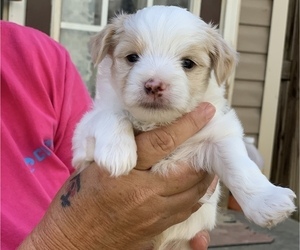 Morkie Puppy for sale in VALDOSTA, GA, USA