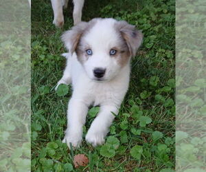 Border-Aussie Dogs for adoption in Aurora, IN, USA